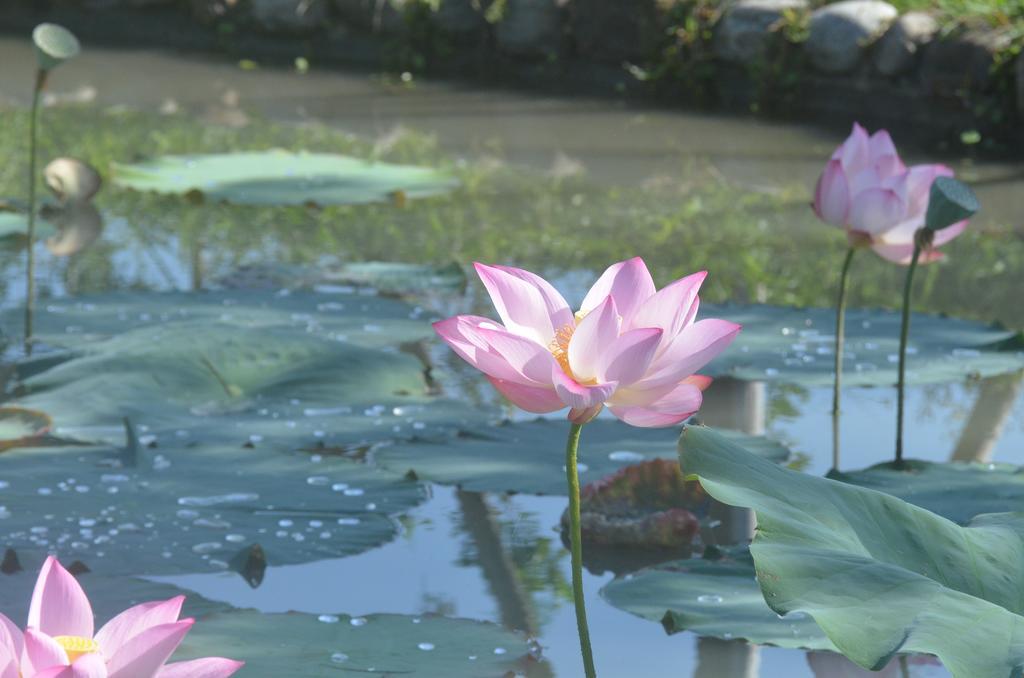 Full Sweet Inn Wujie Luaran gambar